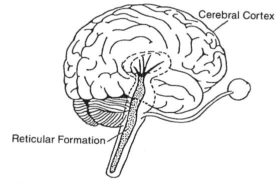 اهمیت آموزش و استفاده از مغز میانی برای فارکس و باینری آپشن